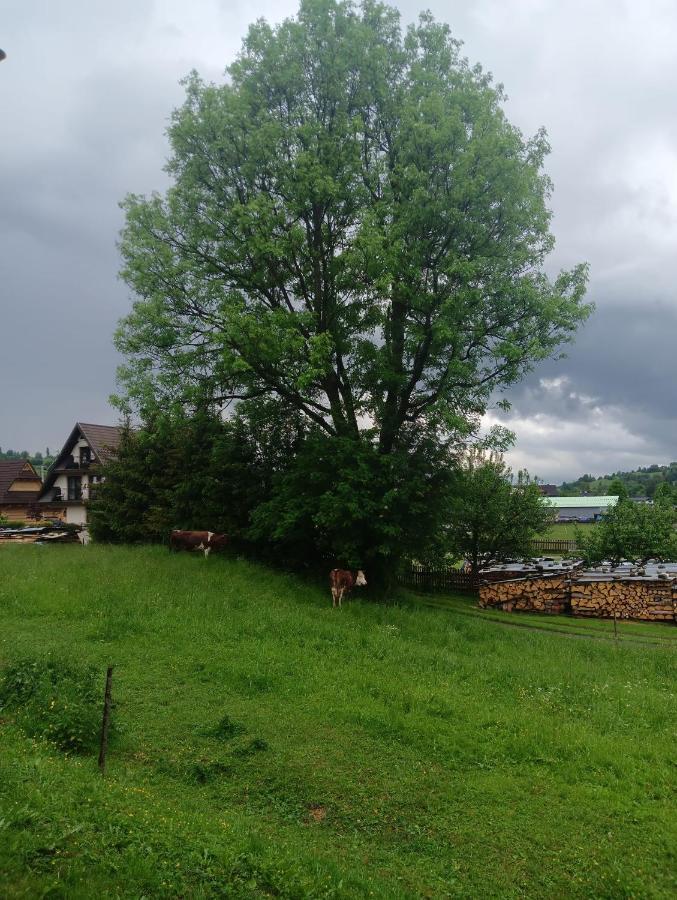 Apartament Skorusinka W Poblizu Chocholowskich Term Witów Exterior foto